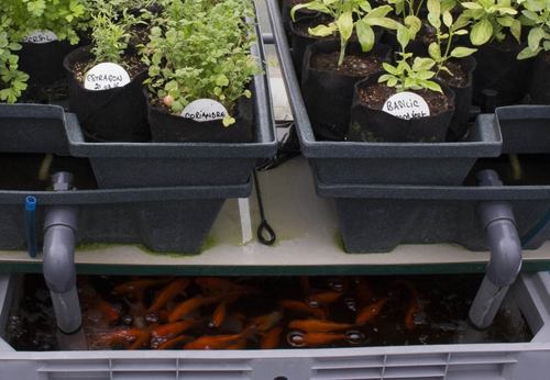 aquaponie avec des poissons et des plantes